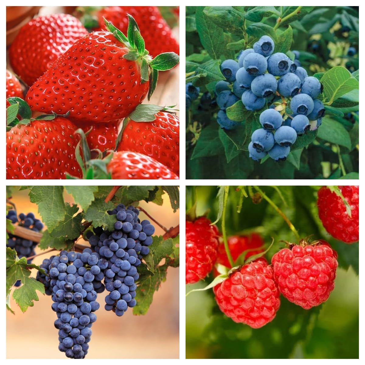 Mixed Fruit Seeds 1000+ Berry Seeds for Planting - Strawberry Raspberry Blueberry & Grape Seeds Fresh Fruit Seeds - Individually Packaged