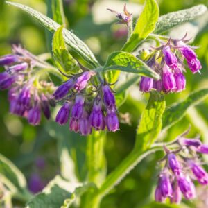 80 symphytum officinale comfrey seeds - non-gmo heirloom fresh garden seeds