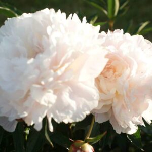 Peony Seeds, 50+ Cotton Candy Peony Mix Seeds for Planting, Flower Seeds for Planting