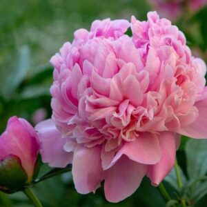 Peony Seeds, 50+ Cotton Candy Peony Mix Seeds for Planting, Flower Seeds for Planting