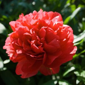 Peony Seeds, 50+ Cotton Candy Peony Mix Seeds for Planting, Flower Seeds for Planting