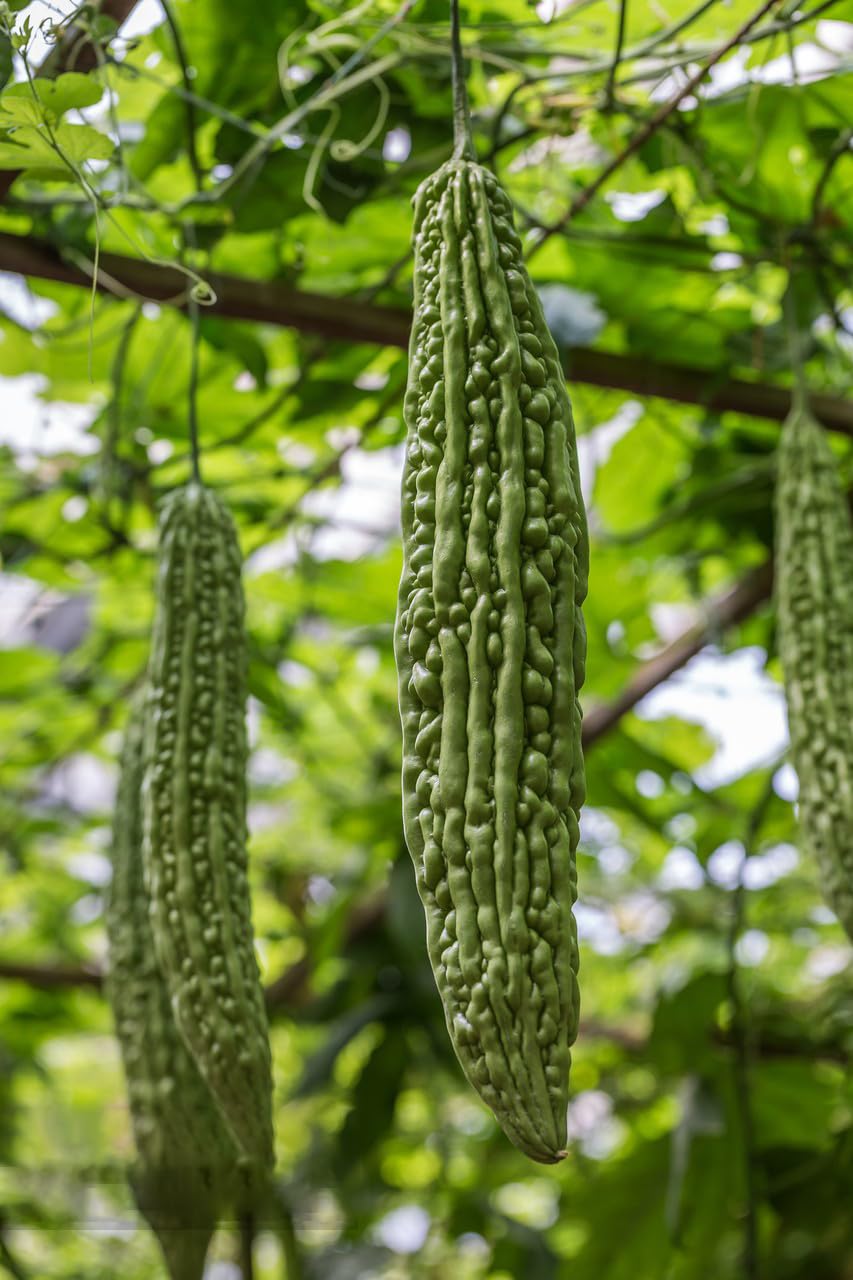 Pack of 40 Bitter Melon Seeds for Planting, Asian Bitter Gourd Seeds, Asian Vegetable Seeds