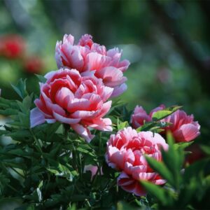 Peony Seeds, 50+ Cotton Candy Peony Mix Seeds for Planting, Flower Seeds for Planting