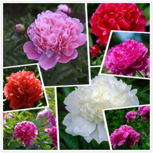 peony seeds, 50+ cotton candy peony mix seeds for planting, flower seeds for planting