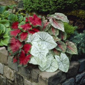 Garden State Bulb Mixed Caladium Bulbs, Bare Roots (Bag of 20)