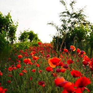 Poppy Seeds for Planting, 80000+ Poppy Flower Seed for Outdoors