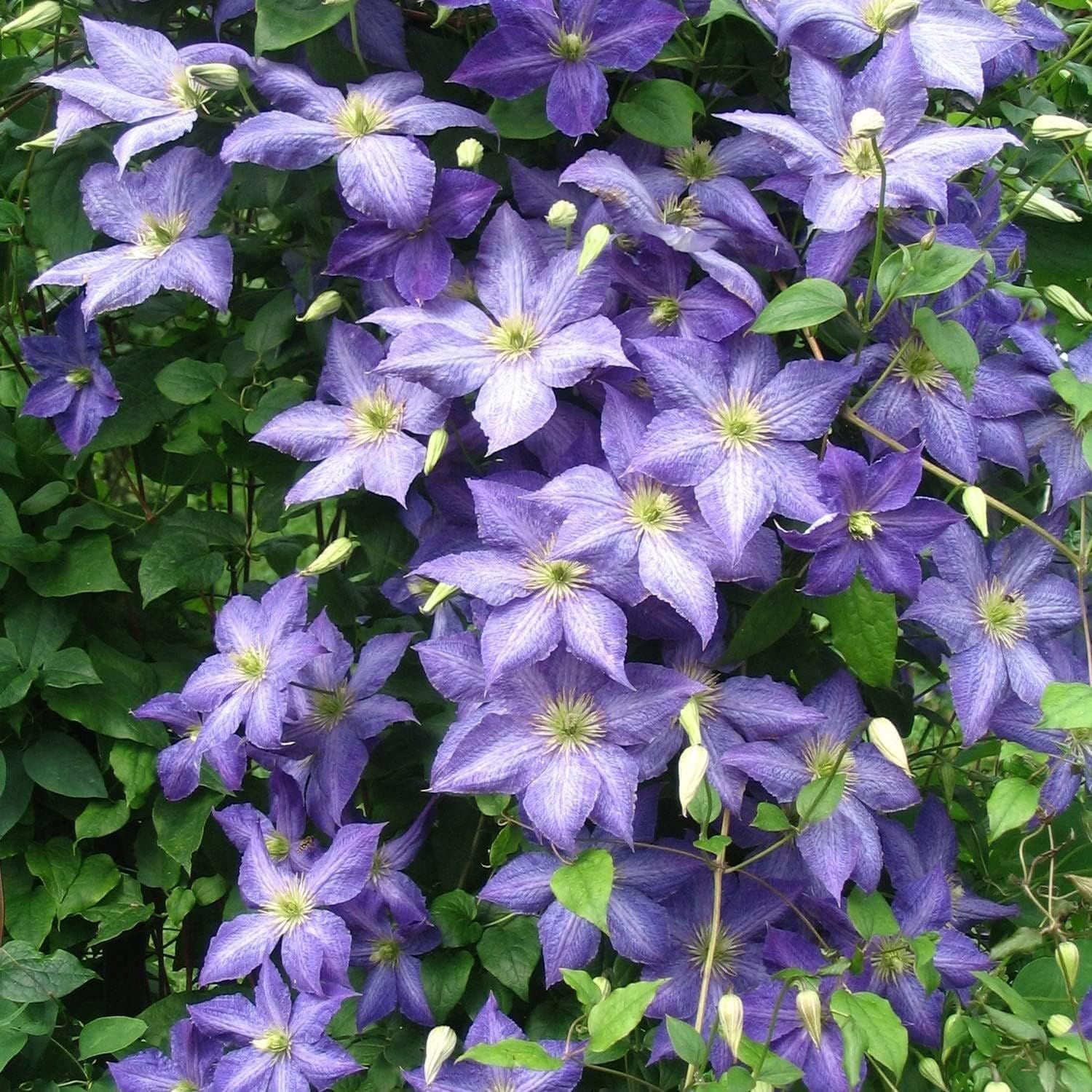 200+ Clematis Vine Plant Seeds - Mixed Color Clematis Vine Large Blooms Perennial Vine Clematis Flower Seeds for Planting