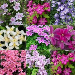 200+ clematis vine plant seeds - mixed color clematis vine large blooms perennial vine clematis flower seeds for planting