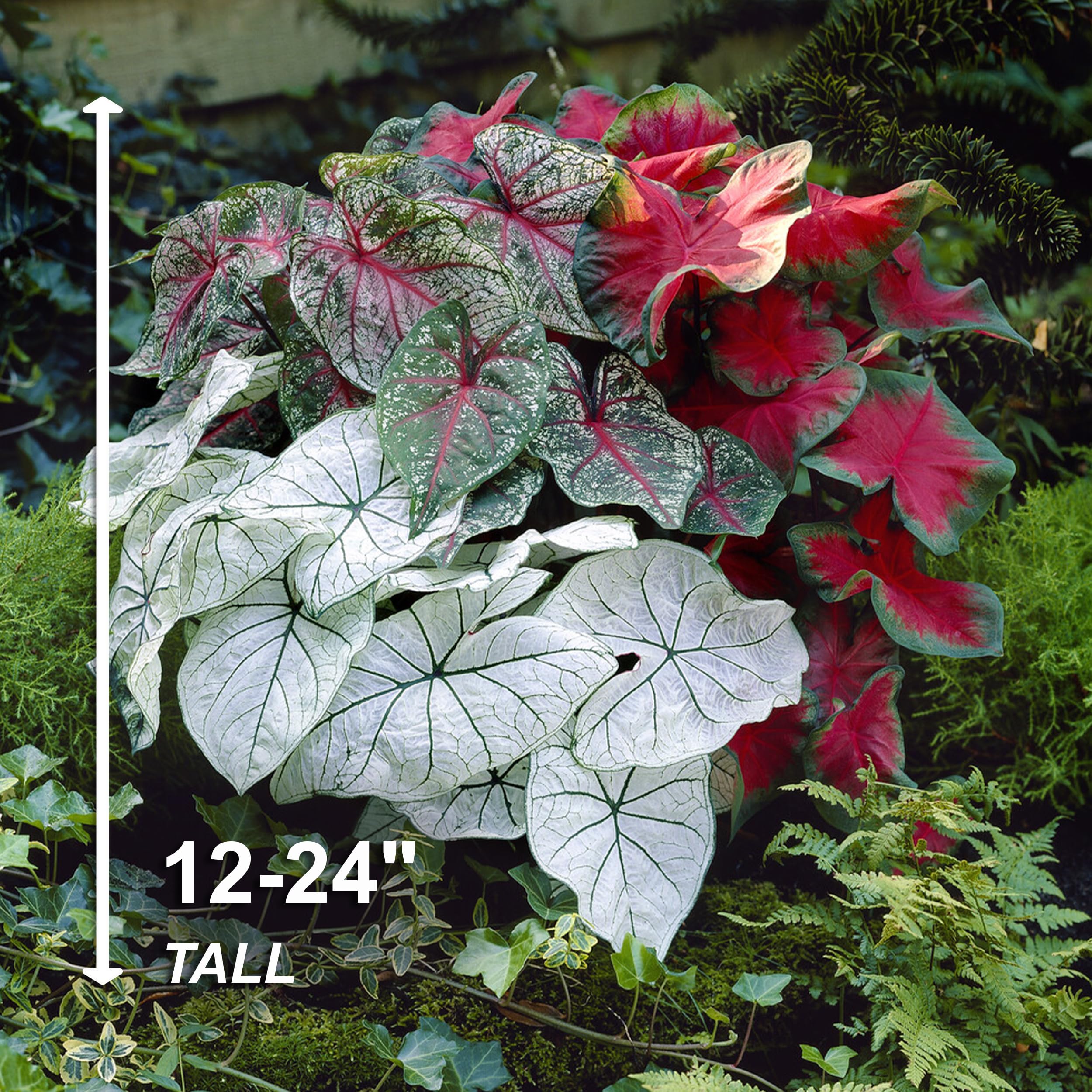 Garden State Bulb Mixed Caladium Bulbs, Bare Roots (Bag of 20)