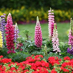 Russell Lupine Seeds, 2000+ Seeds, Flower Seeds for Planting