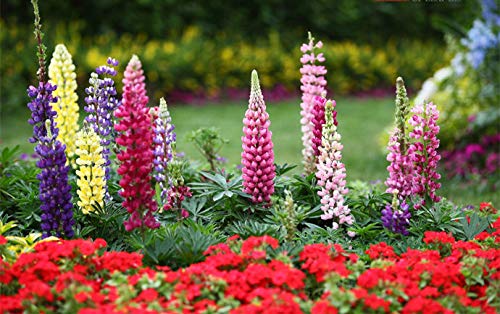 Russell Lupine Seeds, 2000+ Seeds, Flower Seeds for Planting