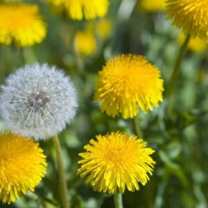 Dandelion Seeds for Planting, 12000+ Flower Seeds for Planting