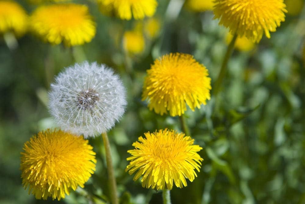 Dandelion Seeds for Planting, 12000+ Flower Seeds for Planting