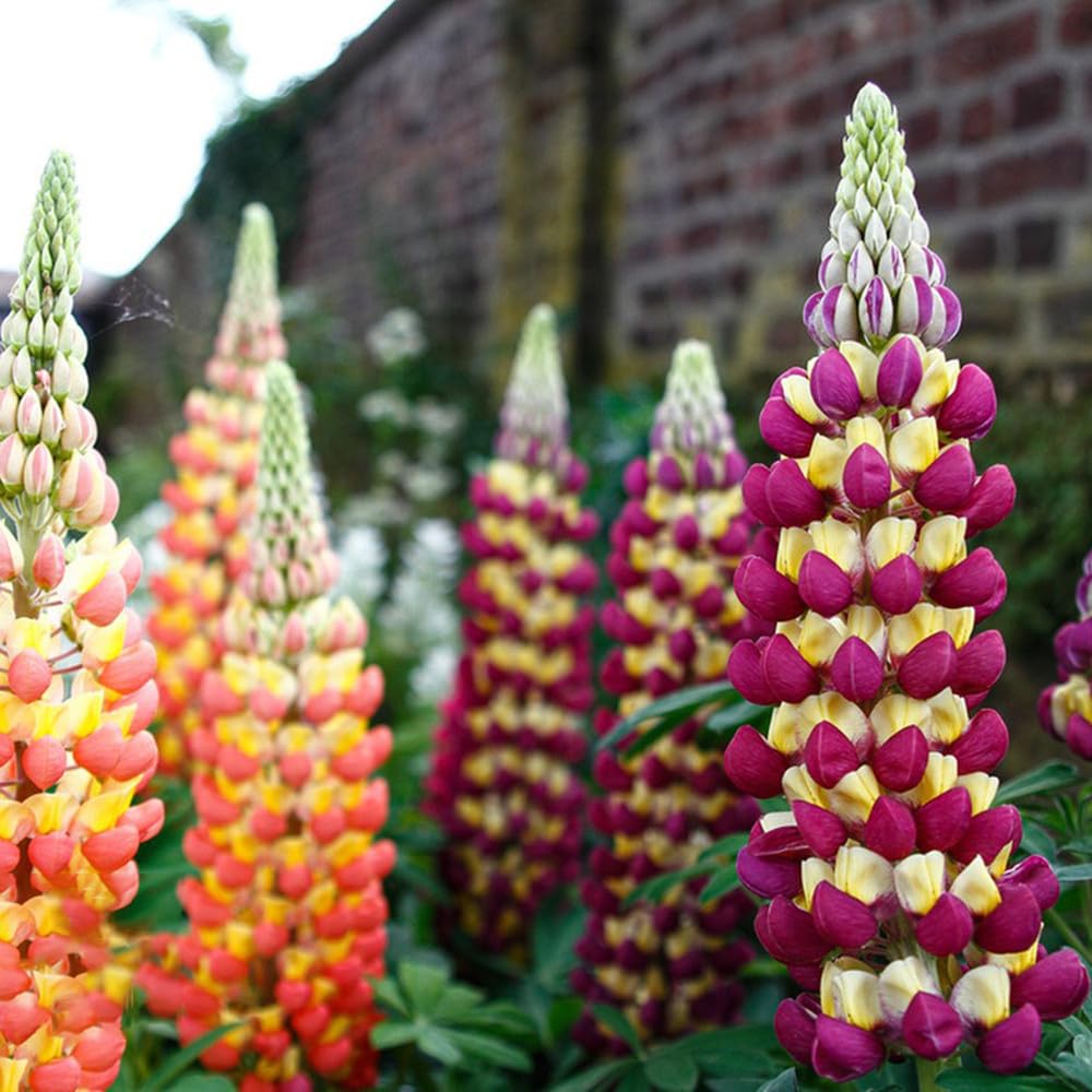 Russell Lupine Seeds, 2000+ Seeds, Flower Seeds for Planting