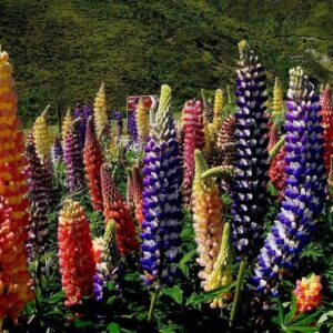 Russell Lupine Seeds, 2000+ Seeds, Flower Seeds for Planting