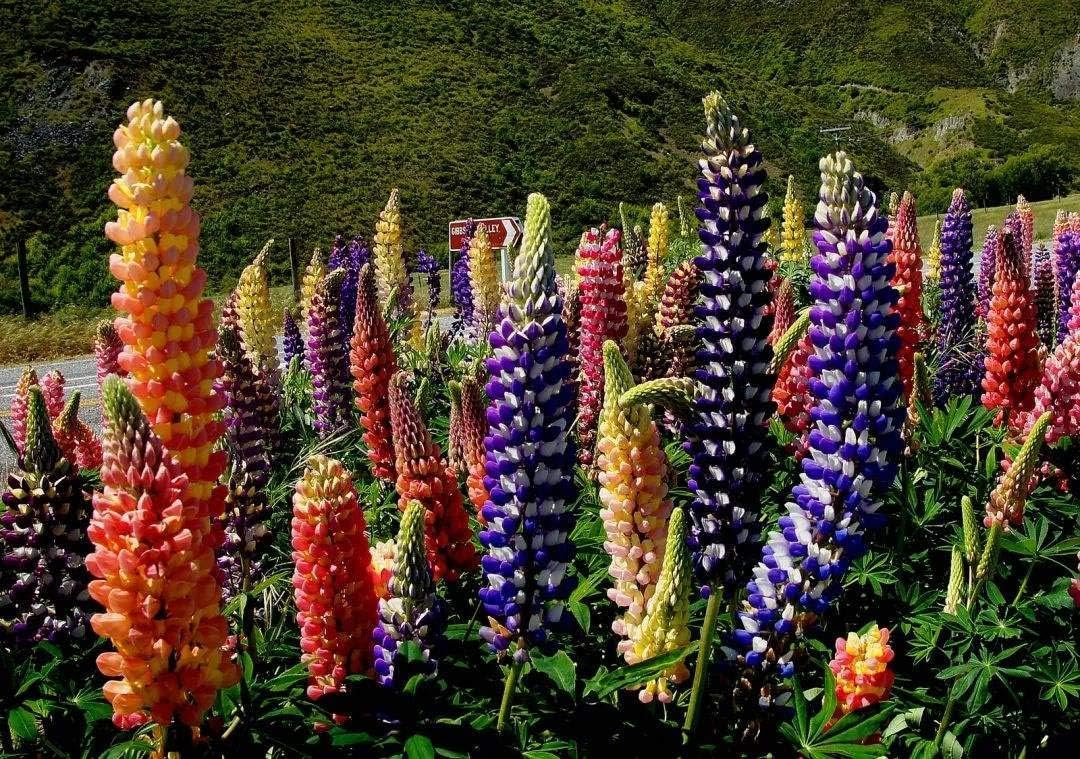 Russell Lupine Seeds, 2000+ Seeds, Flower Seeds for Planting