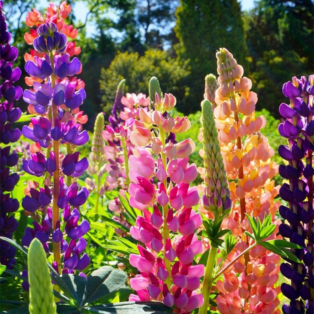 Russell Lupine Seeds, 2000+ Seeds, Flower Seeds for Planting