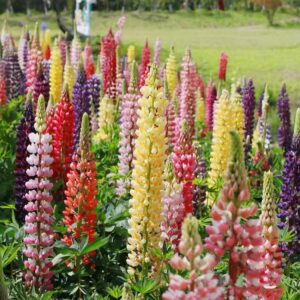 russell lupine seeds, 2000+ seeds, flower seeds for planting