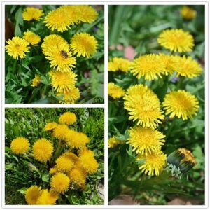 Dandelion Seeds for Planting, 12000+ Flower Seeds for Planting