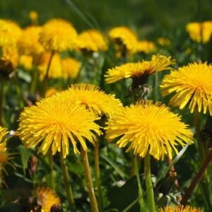 Dandelion Seeds for Planting, 12000+ Flower Seeds for Planting