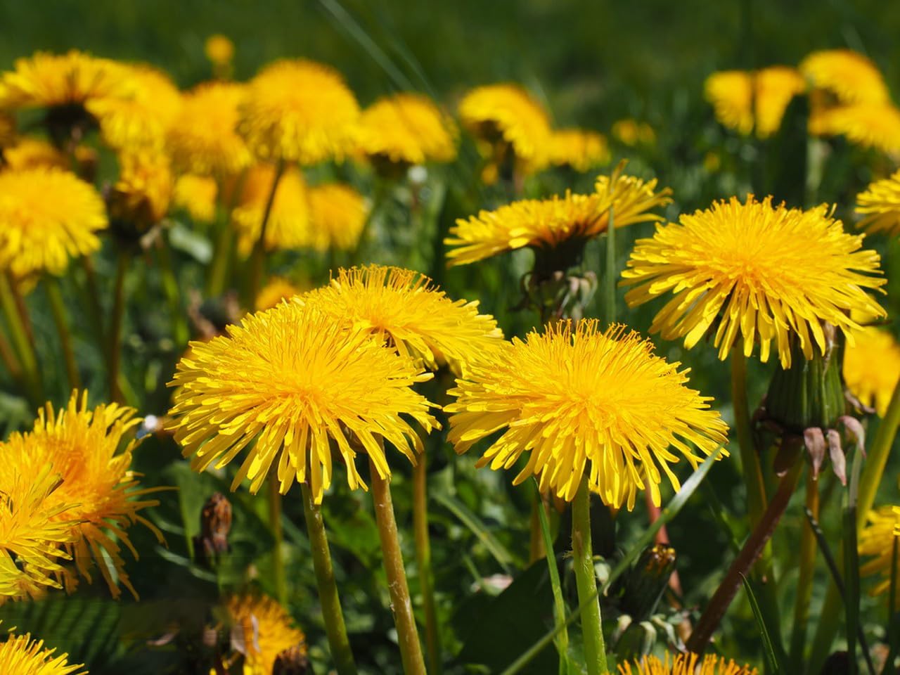 Dandelion Seeds for Planting, 12000+ Flower Seeds for Planting