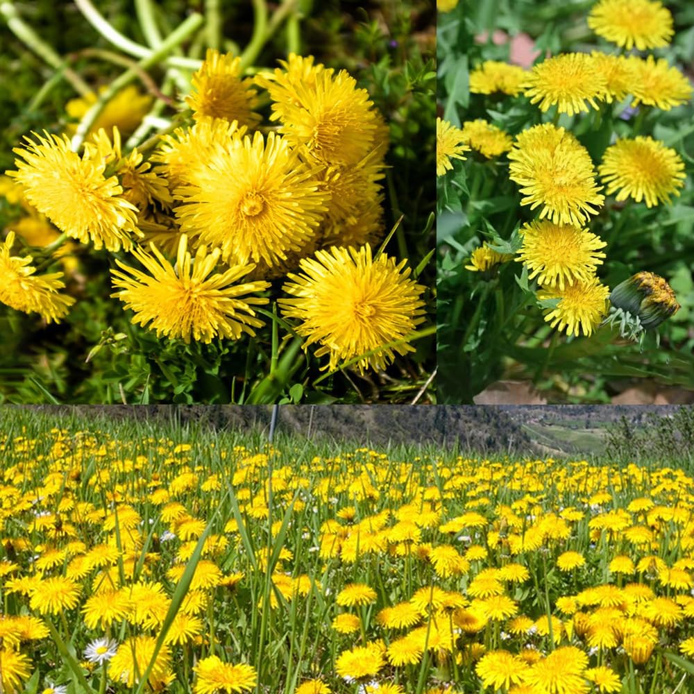 Dandelion Seeds for Planting, 12000+ Flower Seeds for Planting