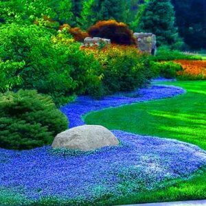 Creeping Thyme Seeds for Planting - 21000+ Blue Creeping Thyme Seeds Non-GMO Perennial Flower Seeds Ground Cover Plant Landscaping, Easy to Grow