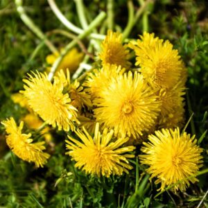 Dandelion Seeds for Planting, 12000+ Flower Seeds for Planting