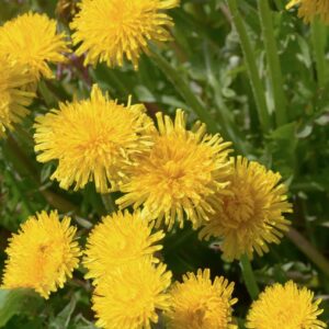 Dandelion Seeds for Planting, 12000+ Flower Seeds for Planting