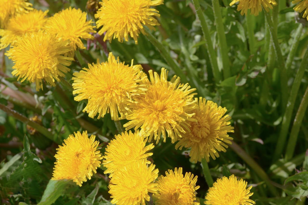 Dandelion Seeds for Planting, 12000+ Flower Seeds for Planting