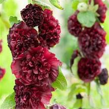 Hollyhock Seeds, Pack of 700+ Carnival Mix Double Hollyhocks Flower Seeds, Flower Seeds for Planting