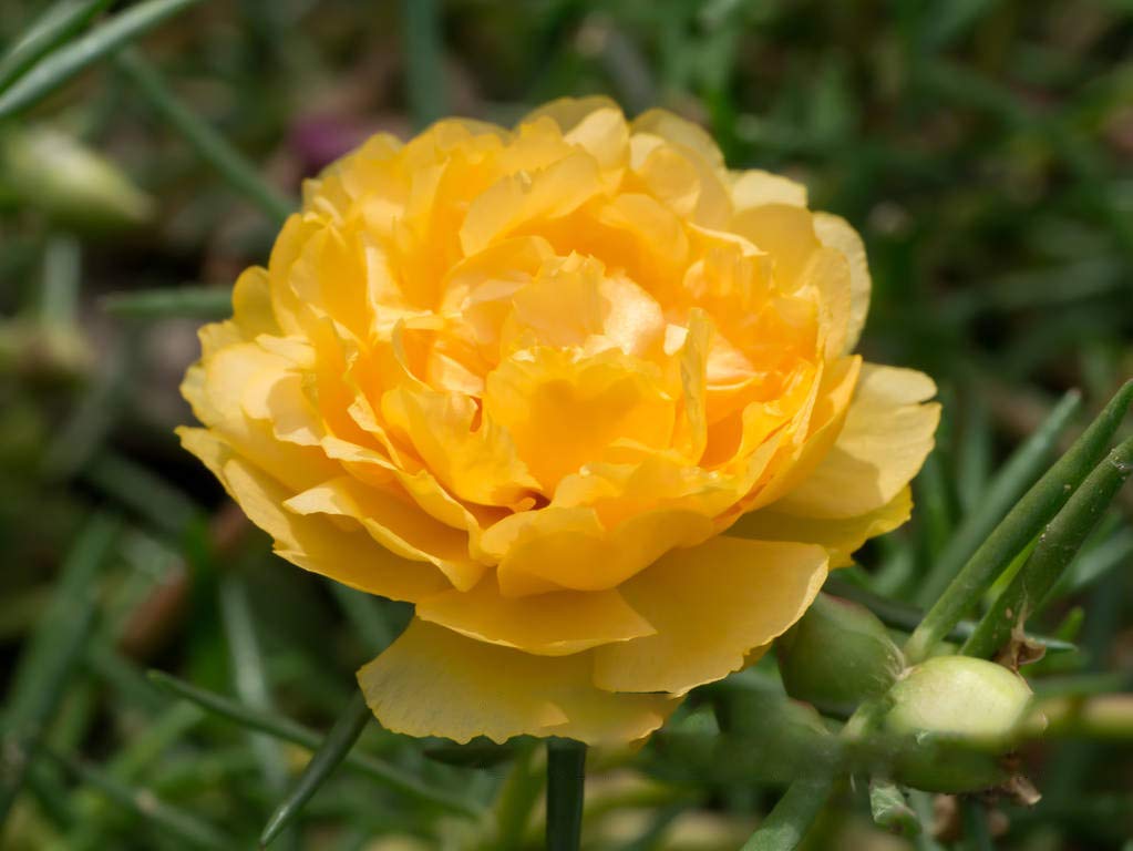 Moss Rose Seeds for Planting Outdoors, Pack of 10000 Portulaca Grandiflora Flower Seeds for Planting