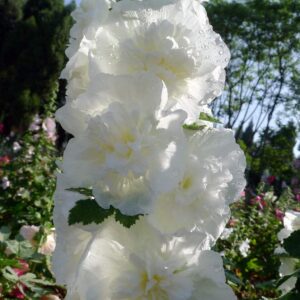 Hollyhock Seeds, Pack of 700+ Carnival Mix Double Hollyhocks Flower Seeds, Flower Seeds for Planting