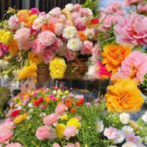 moss rose seeds for planting outdoors, pack of 10000 portulaca grandiflora flower seeds for planting