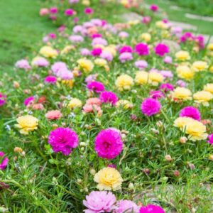 Moss Rose Seeds for Planting Outdoors, Pack of 10000 Portulaca Grandiflora Flower Seeds for Planting