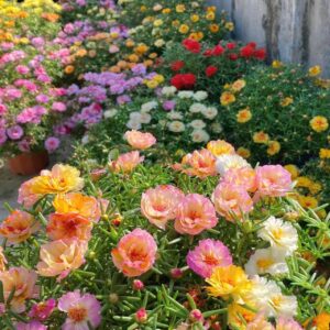 Moss Rose Seeds for Planting Outdoors, Pack of 10000 Portulaca Grandiflora Flower Seeds for Planting