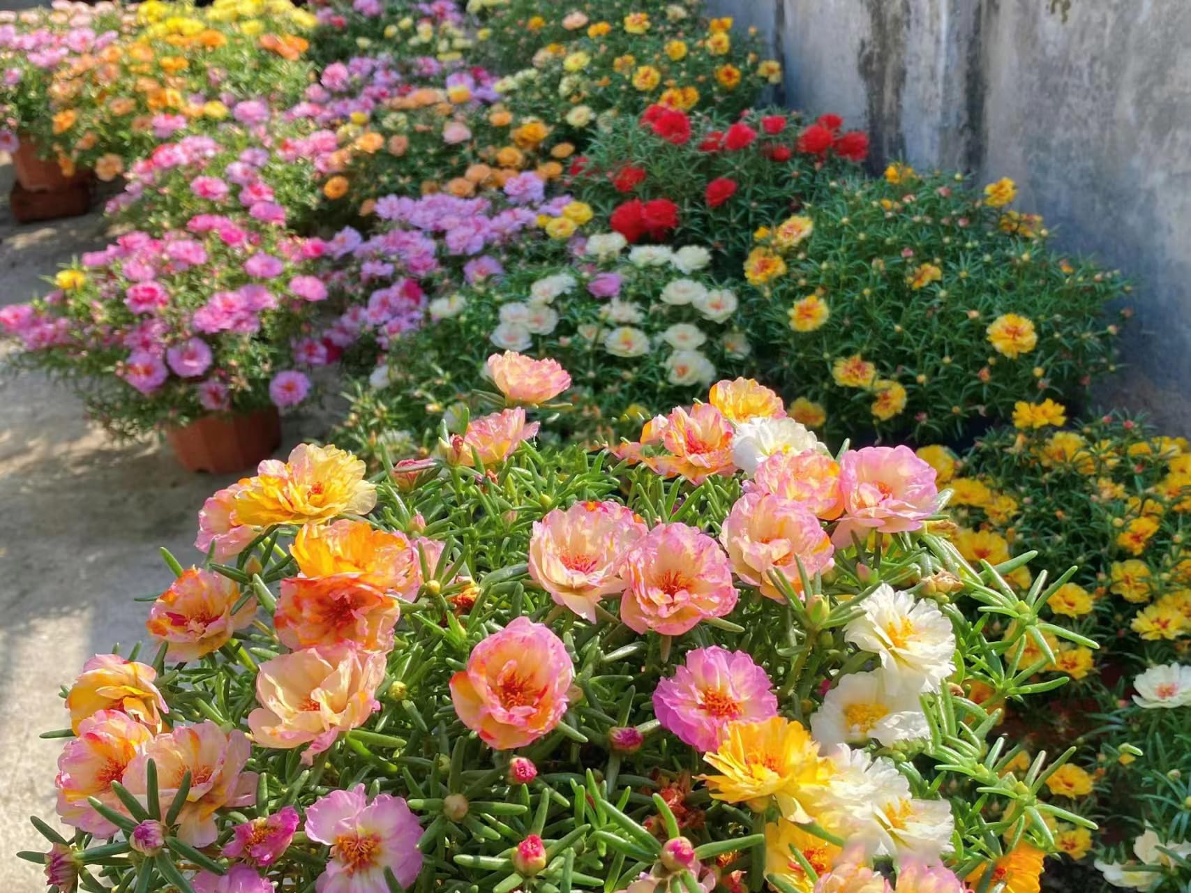 Moss Rose Seeds for Planting Outdoors, Pack of 10000 Portulaca Grandiflora Flower Seeds for Planting