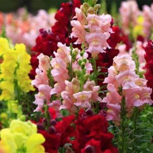 Snapdragon Seeds for Planting, Pack of 3000 Flower Seeds for Planting