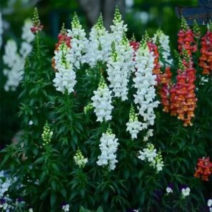 Snapdragon Seeds for Planting, Pack of 3000 Flower Seeds for Planting