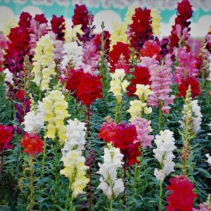 Snapdragon Seeds for Planting, Pack of 3000 Flower Seeds for Planting