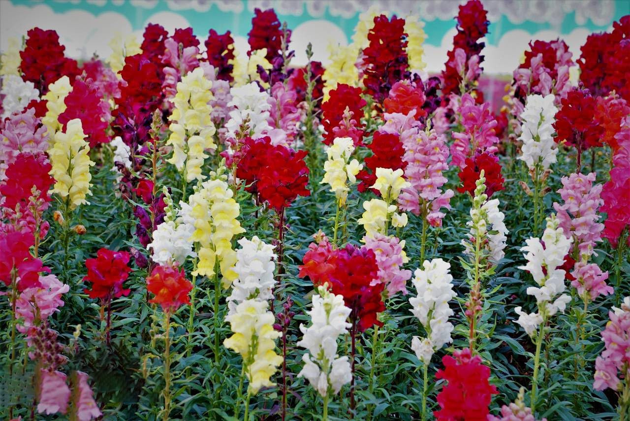 Snapdragon Seeds for Planting, Pack of 3000 Flower Seeds for Planting