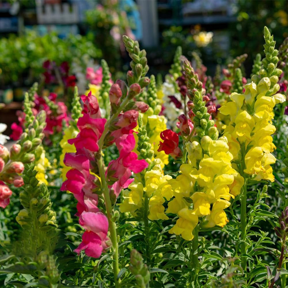 Snapdragon Seeds for Planting, Pack of 3000 Flower Seeds for Planting