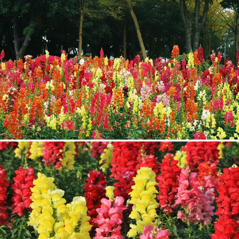 Snapdragon Seeds for Planting, Pack of 3000 Flower Seeds for Planting