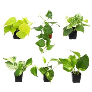 plentiful pothos & philodendron (6-pack), pothos live plant decor, office plants, real plants, easy indoor plant, house plants indoors live plants indoor plants live houseplants by plants for pets