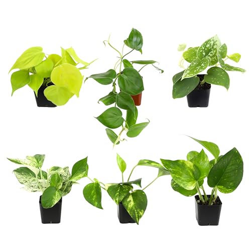 Plentiful Pothos & Philodendron (6-Pack), Pothos Live Plant Decor, Office Plants, Real Plants, Easy Indoor Plant, House Plants Indoors Live Plants Indoor Plants Live Houseplants by Plants for Pets