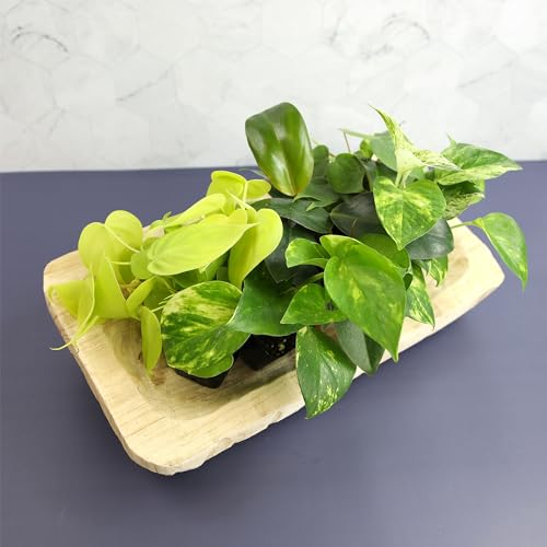 Plentiful Pothos & Philodendron (6-Pack), Pothos Live Plant Decor, Office Plants, Real Plants, Easy Indoor Plant, House Plants Indoors Live Plants Indoor Plants Live Houseplants by Plants for Pets