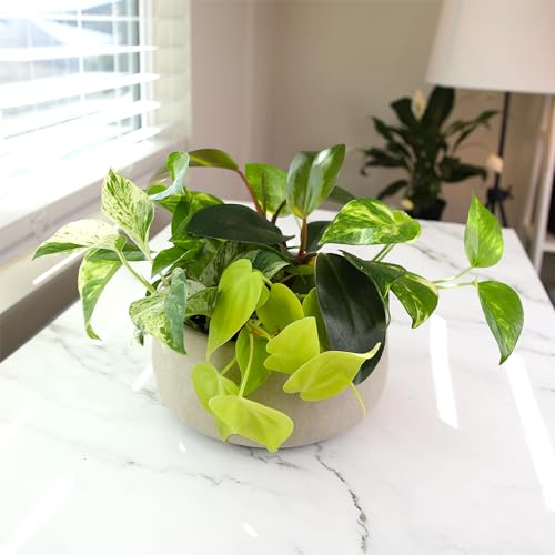 Plentiful Pothos & Philodendron (6-Pack), Pothos Live Plant Decor, Office Plants, Real Plants, Easy Indoor Plant, House Plants Indoors Live Plants Indoor Plants Live Houseplants by Plants for Pets