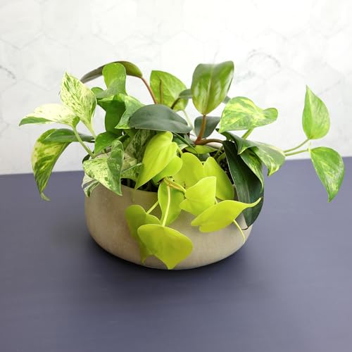 Plentiful Pothos & Philodendron (6-Pack), Pothos Live Plant Decor, Office Plants, Real Plants, Easy Indoor Plant, House Plants Indoors Live Plants Indoor Plants Live Houseplants by Plants for Pets