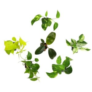 Plentiful Pothos & Philodendron (6-Pack), Pothos Live Plant Decor, Office Plants, Real Plants, Easy Indoor Plant, House Plants Indoors Live Plants Indoor Plants Live Houseplants by Plants for Pets