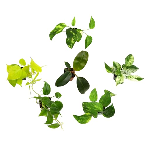 Plentiful Pothos & Philodendron (6-Pack), Pothos Live Plant Decor, Office Plants, Real Plants, Easy Indoor Plant, House Plants Indoors Live Plants Indoor Plants Live Houseplants by Plants for Pets